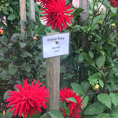 Duncan's garden
