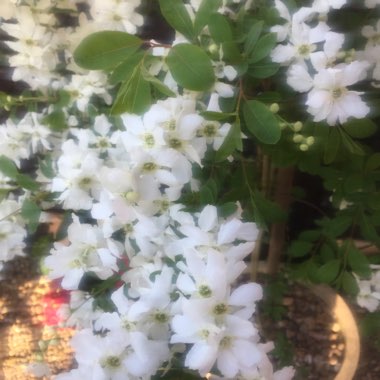 Duncan's garden