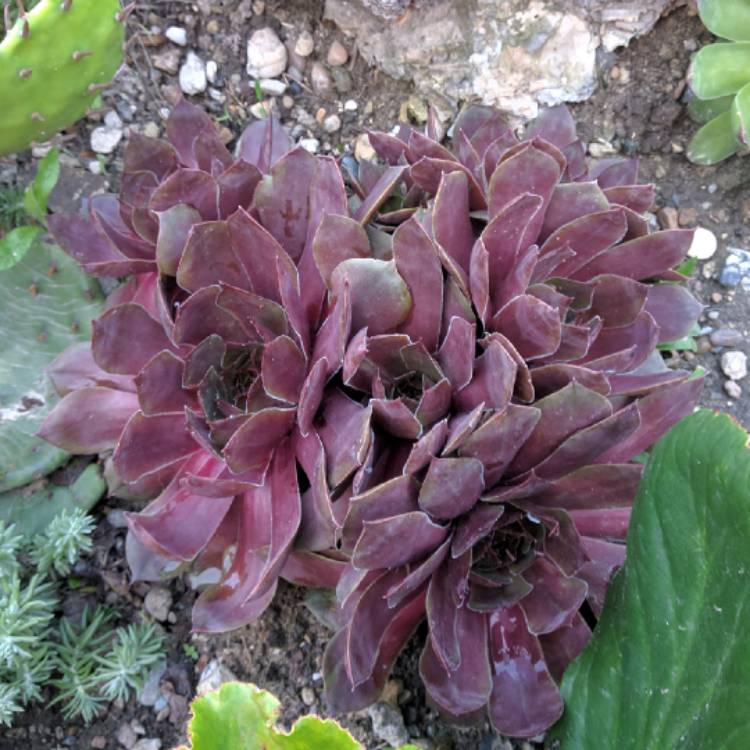 plant image 1066628