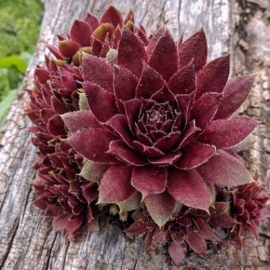 Sempervivum Georgette