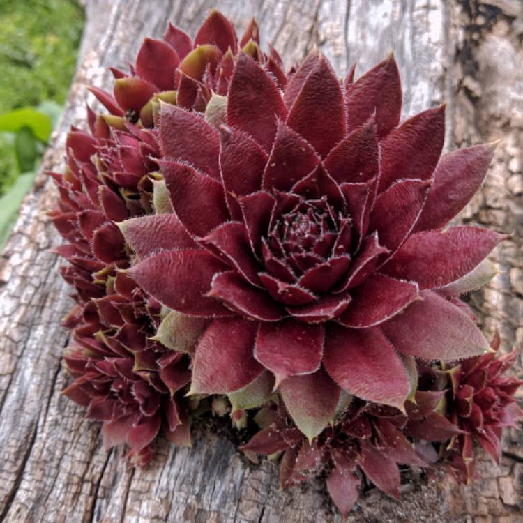 Plant image Sempervivum Georgette