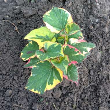 Houttuynia cordata