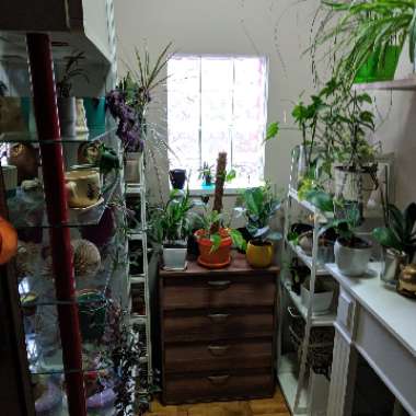 Saša's garden