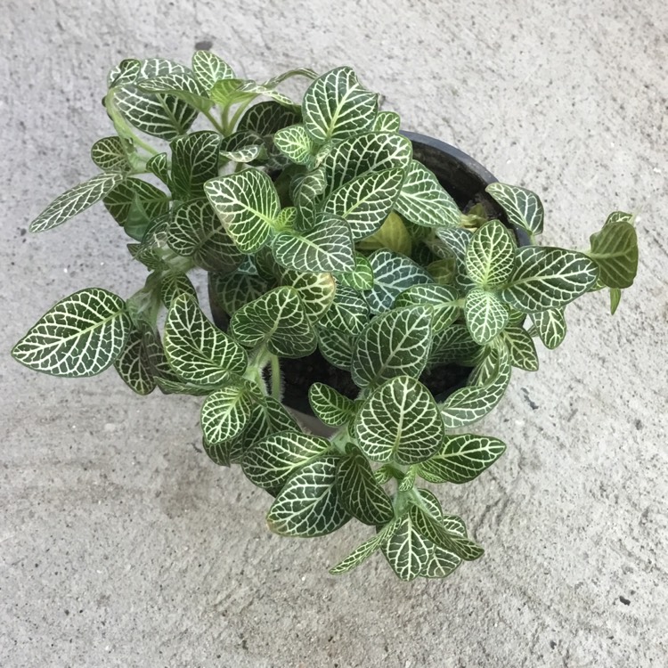 Plant image Fittonia argyroneura 'White Anne'