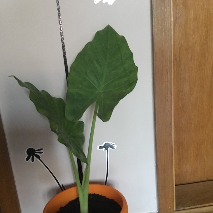 Plant image Alocasia Odora