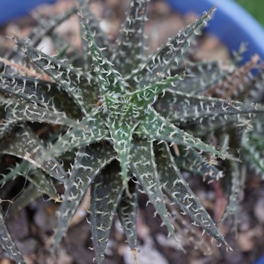 Aloe descoingsii x haworthioides 'Pepe'