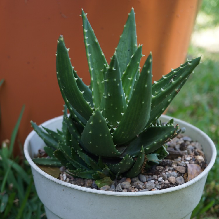 plant image 1306130