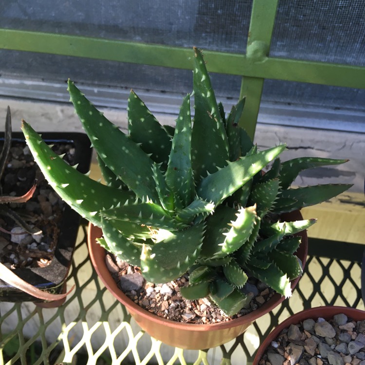 plant image 1307100 plant image 1307100