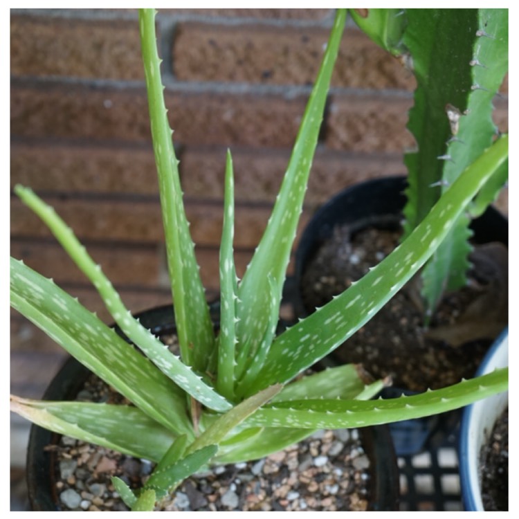 plant image 1307135 plant image 1307135