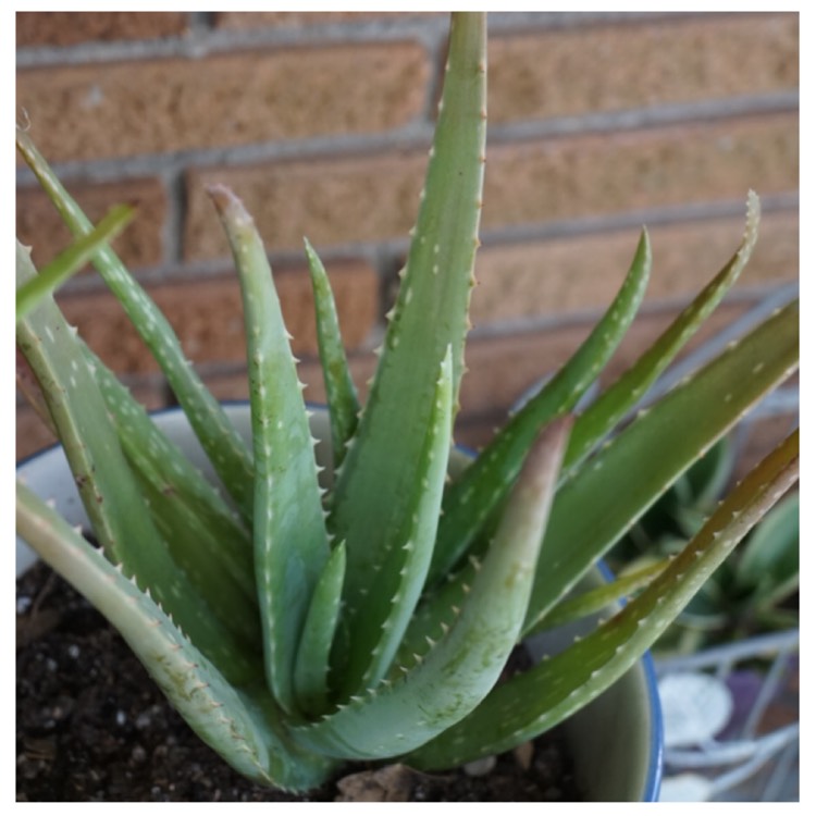 plant image 1307137 plant image 1307137