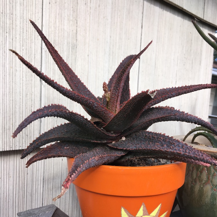 Plant image Aloe 'Lavender Star'
