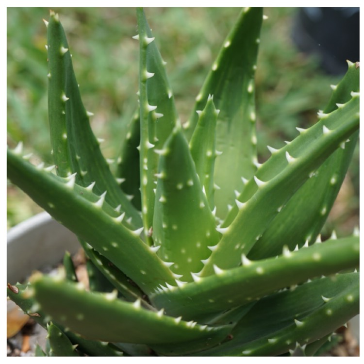 Plant image Aloe nobilis