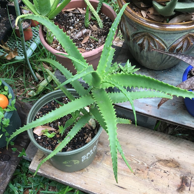 plant image 1313786 plant image 1313786