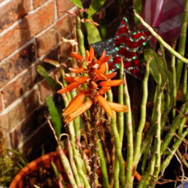 Aloe vera var. chinensis