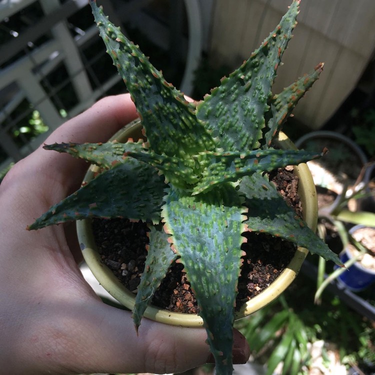 plant image 1329562
