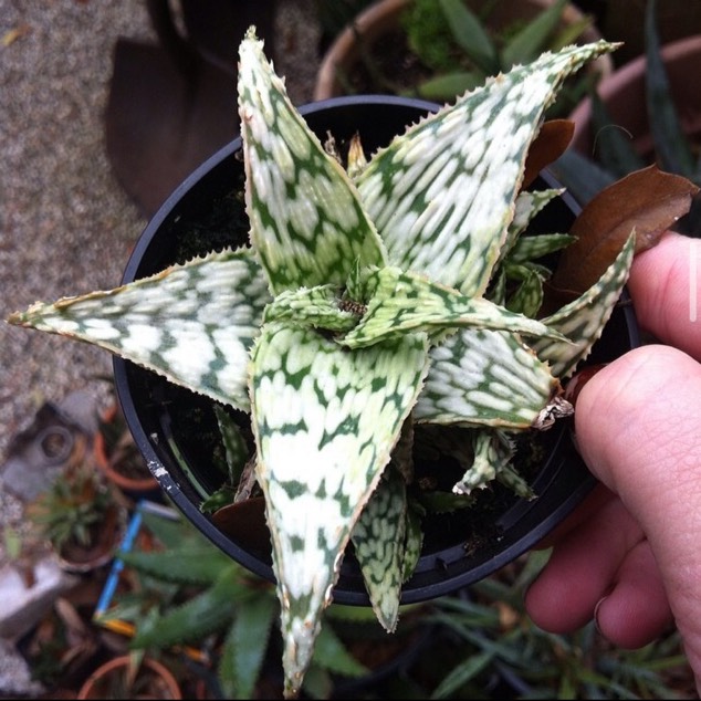 Plant image Aloe 'Snowstorm'