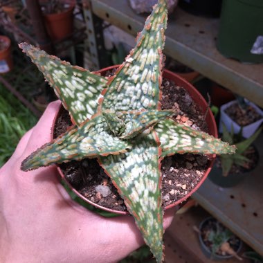 Aloe ‘Mauna Loa'