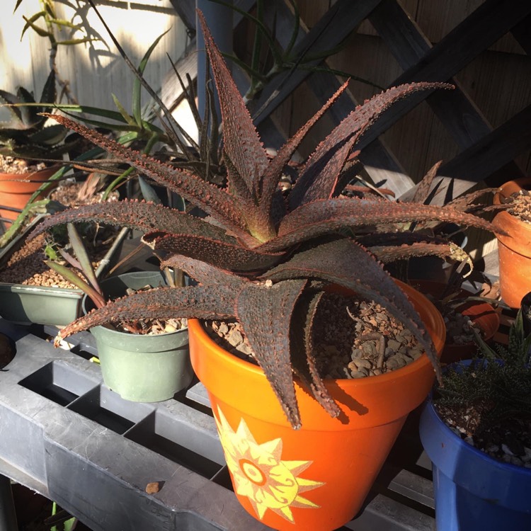 plant image 1347804