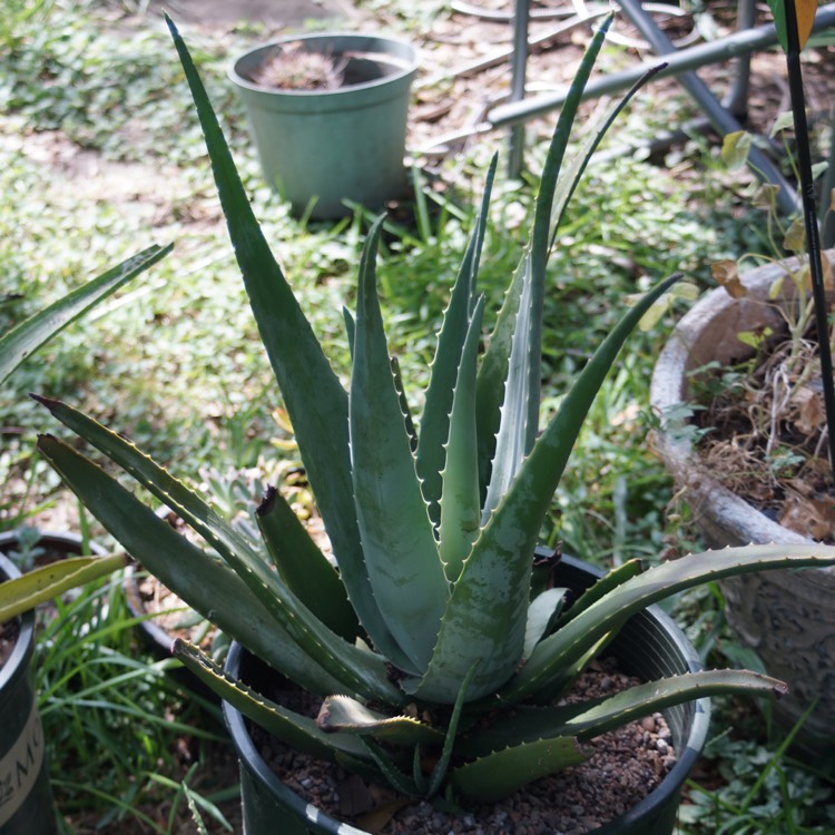 plant image 1357730 plant image 1357730