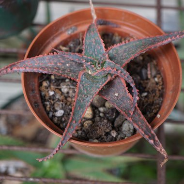 Aloe 'Christmas Carol'