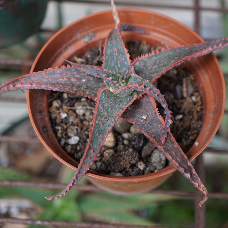 plant image 1357739
