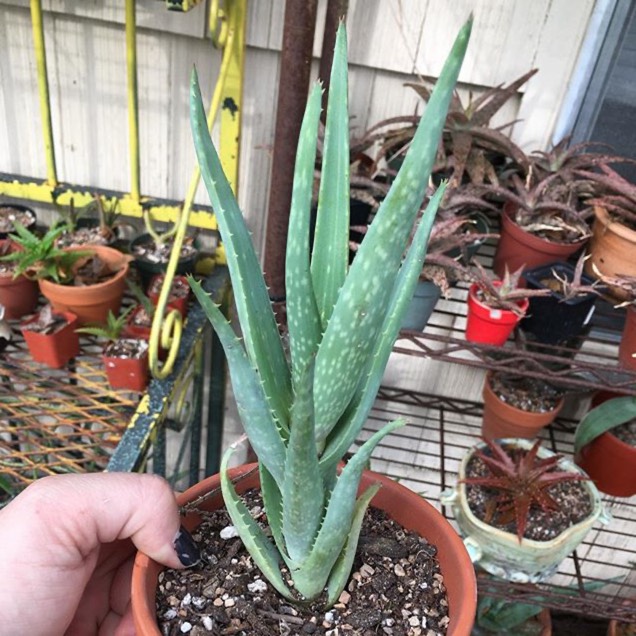 plant image 1359258