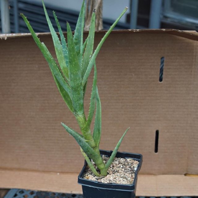 plant image 1359259