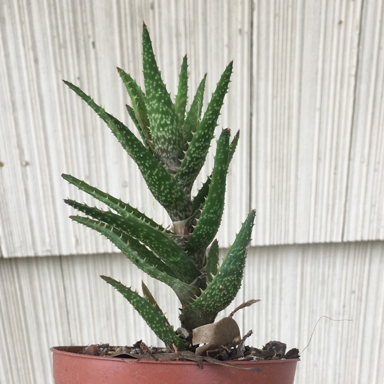 plant image 1359261