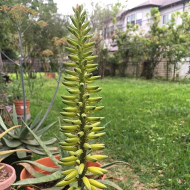 Aloe Vera