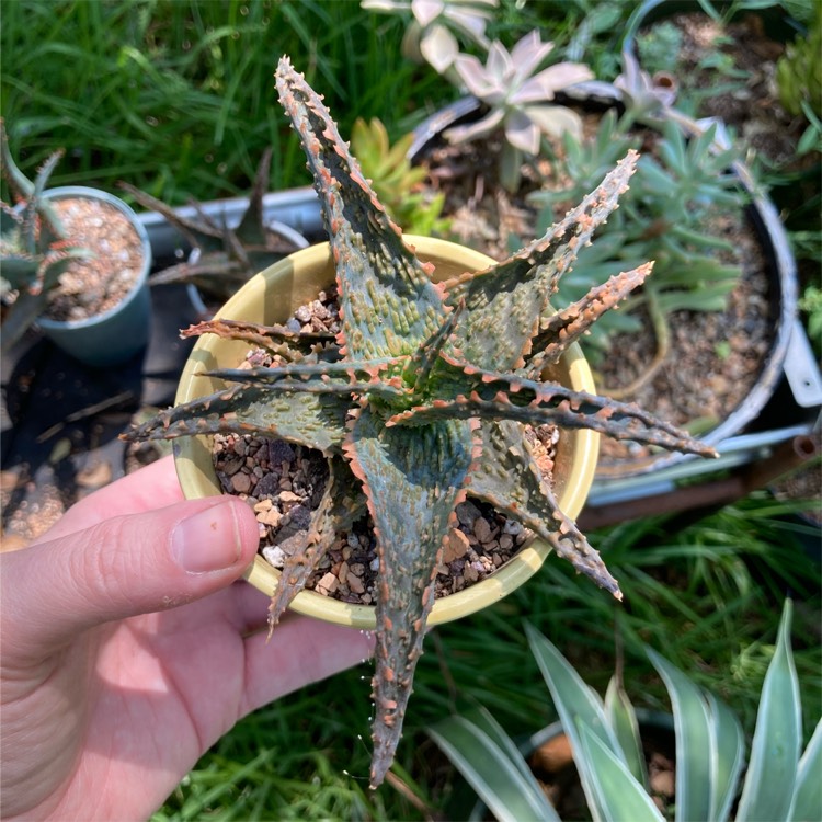plant image 1376195