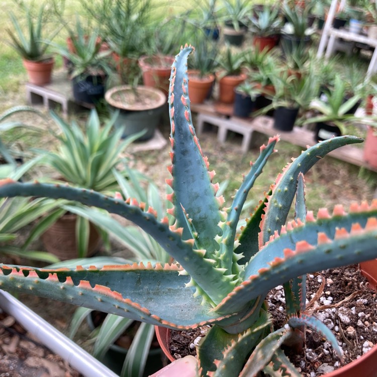 plant image 1380935