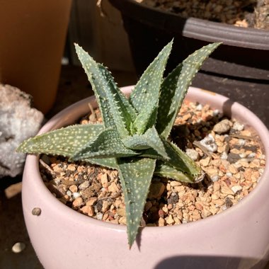 Aloe Little Gator