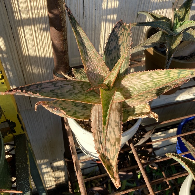 plant image 1410856