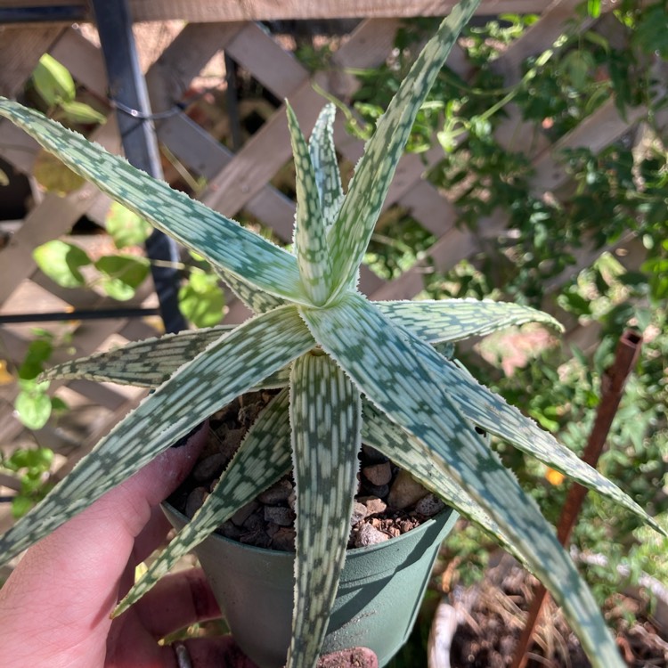 plant image 1412380