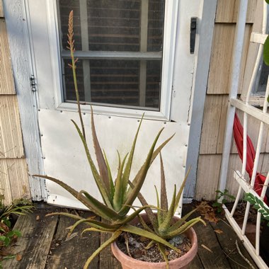 Aloe vera var. chinensis