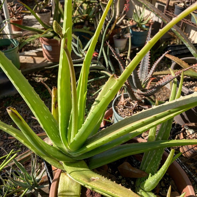 plant image 1416557 plant image 1416557