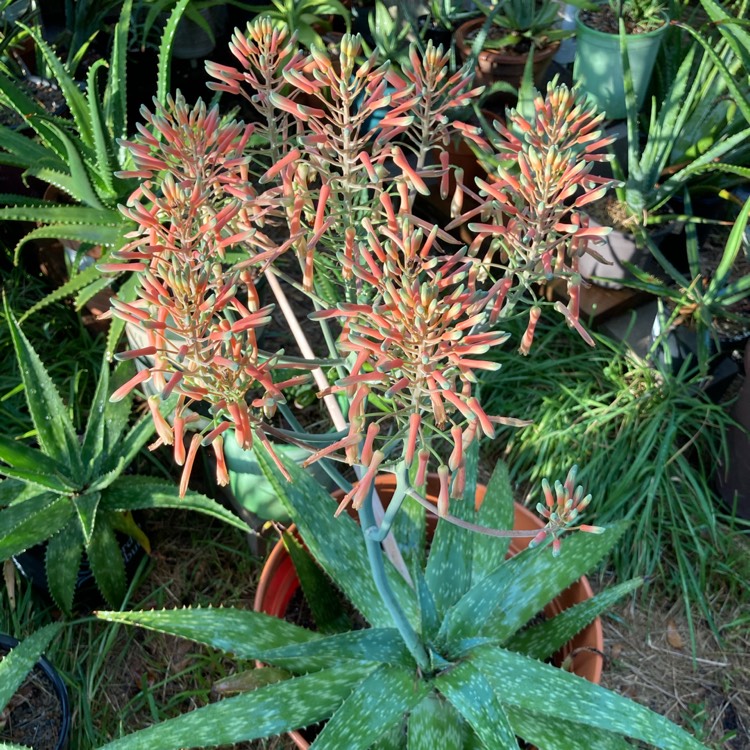 plant image 1416561 plant image 1416561