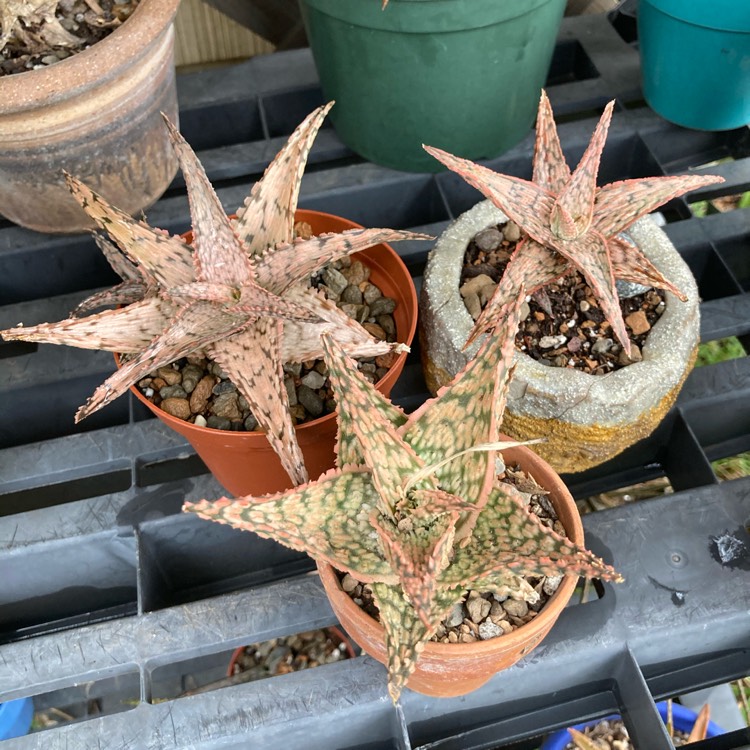 plant image 1417294