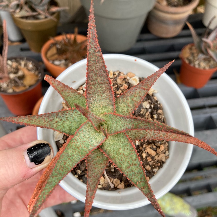 plant image 1417313