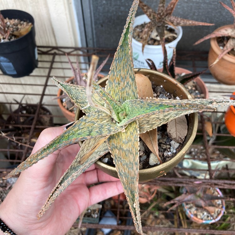 Plant image Aloe Silver Ridge