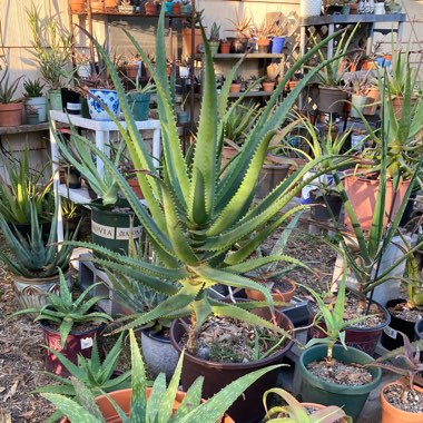Aloe Rupestris