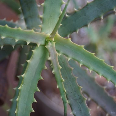 Aloe Arborescens