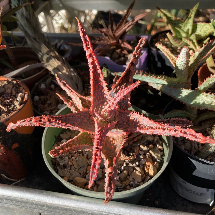 plant image 1422983
