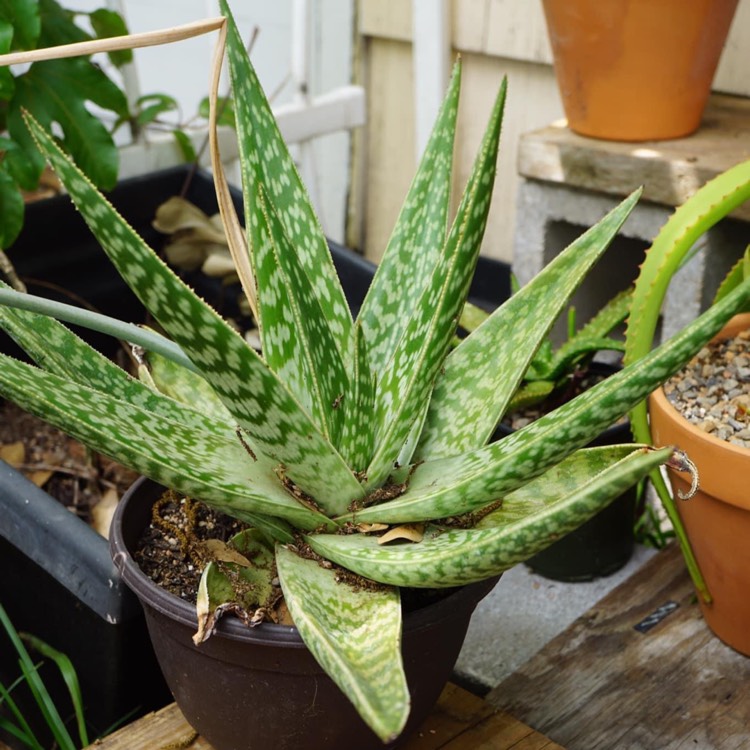 plant image 1426555 plant image 1426555