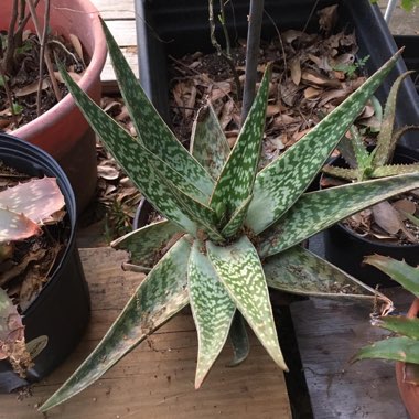 Aloe