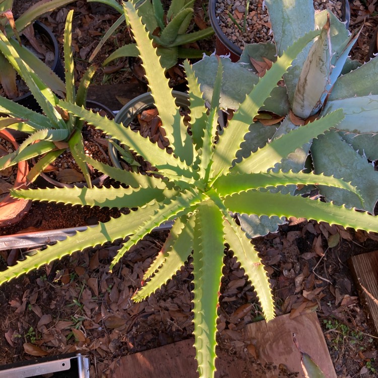 plant image 1427066 plant image 1427066