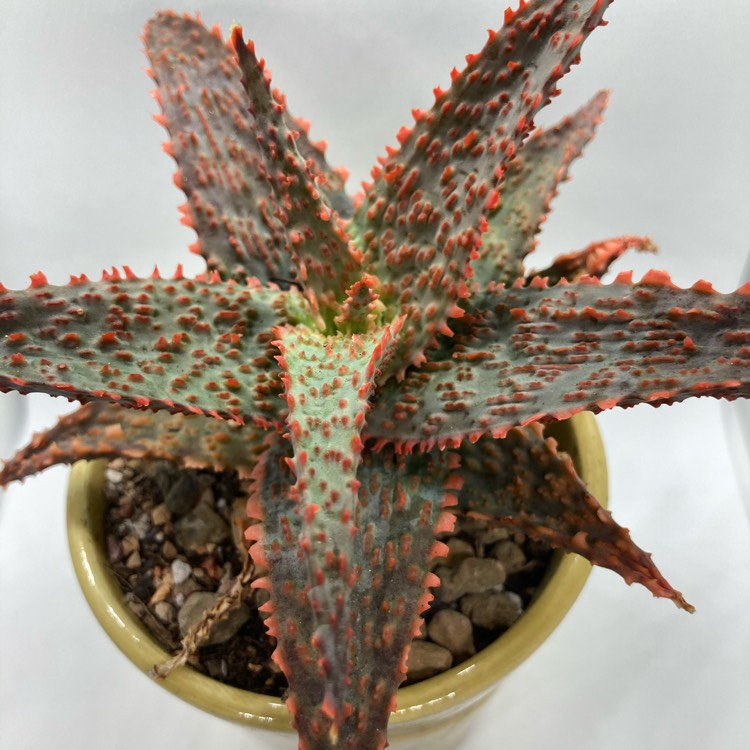 plant image 1427511