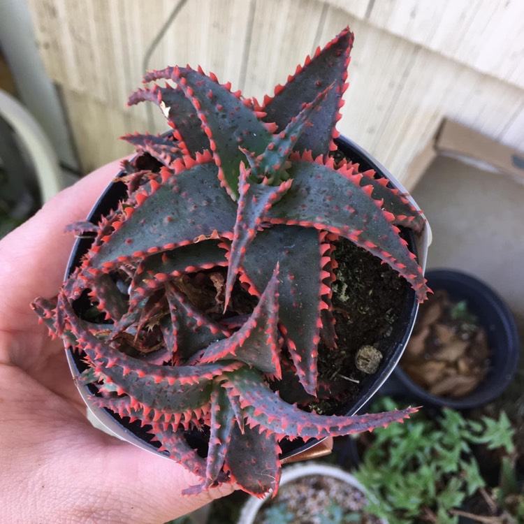 Plant image Aloe 'Christmas Sleigh'