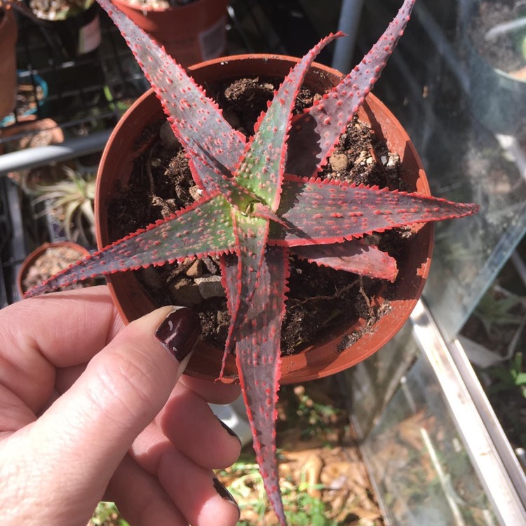 plant image 1427733