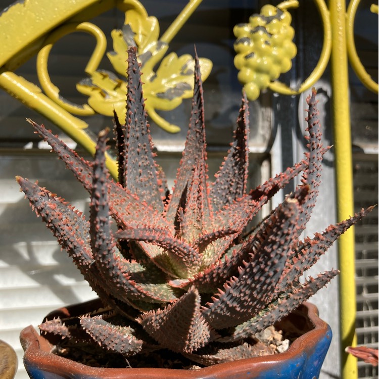 plant image 1428124 plant image 1428124